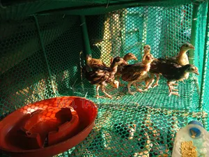 Local Chicken Chicks