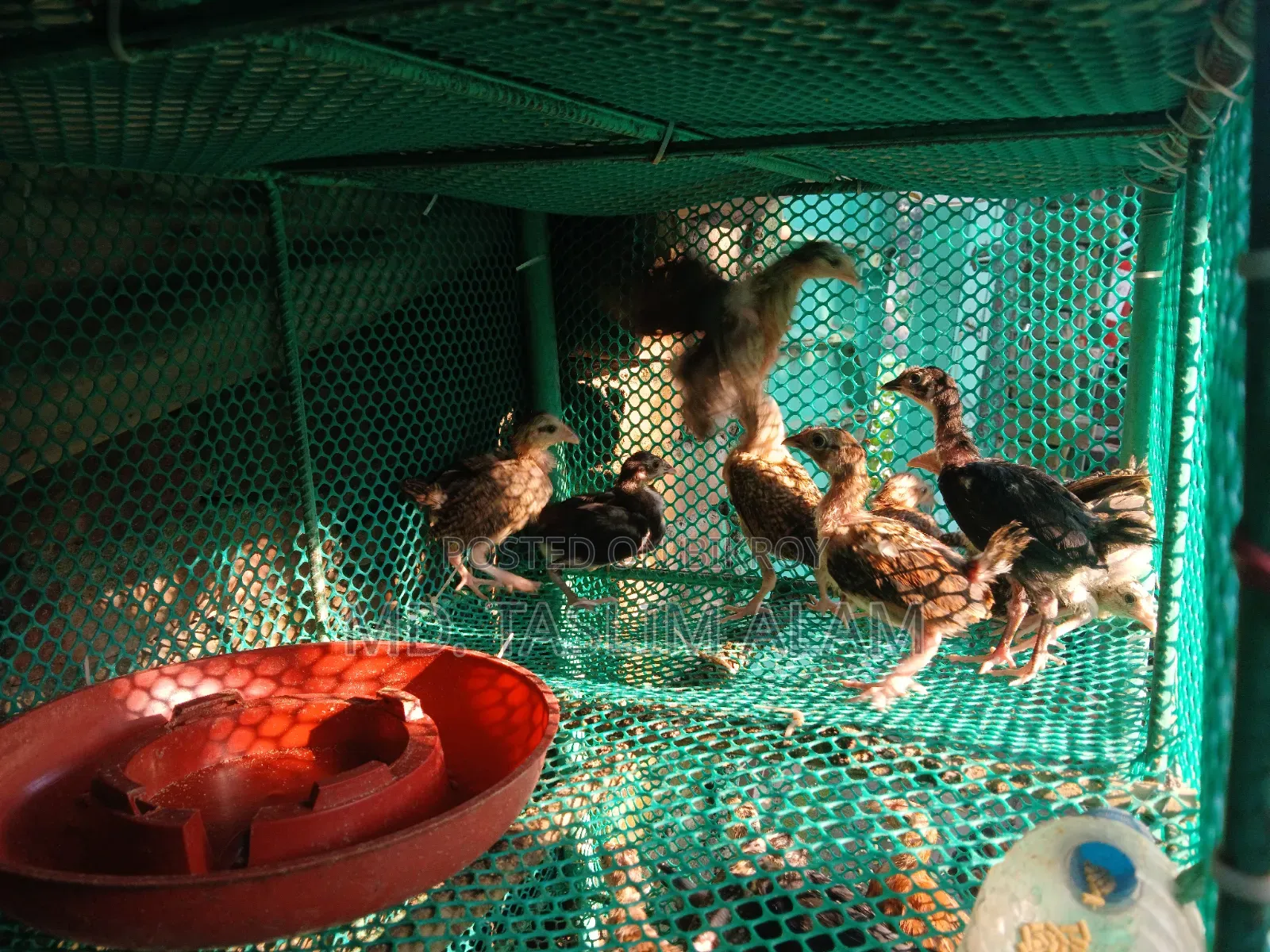 Local Chicken Chicks