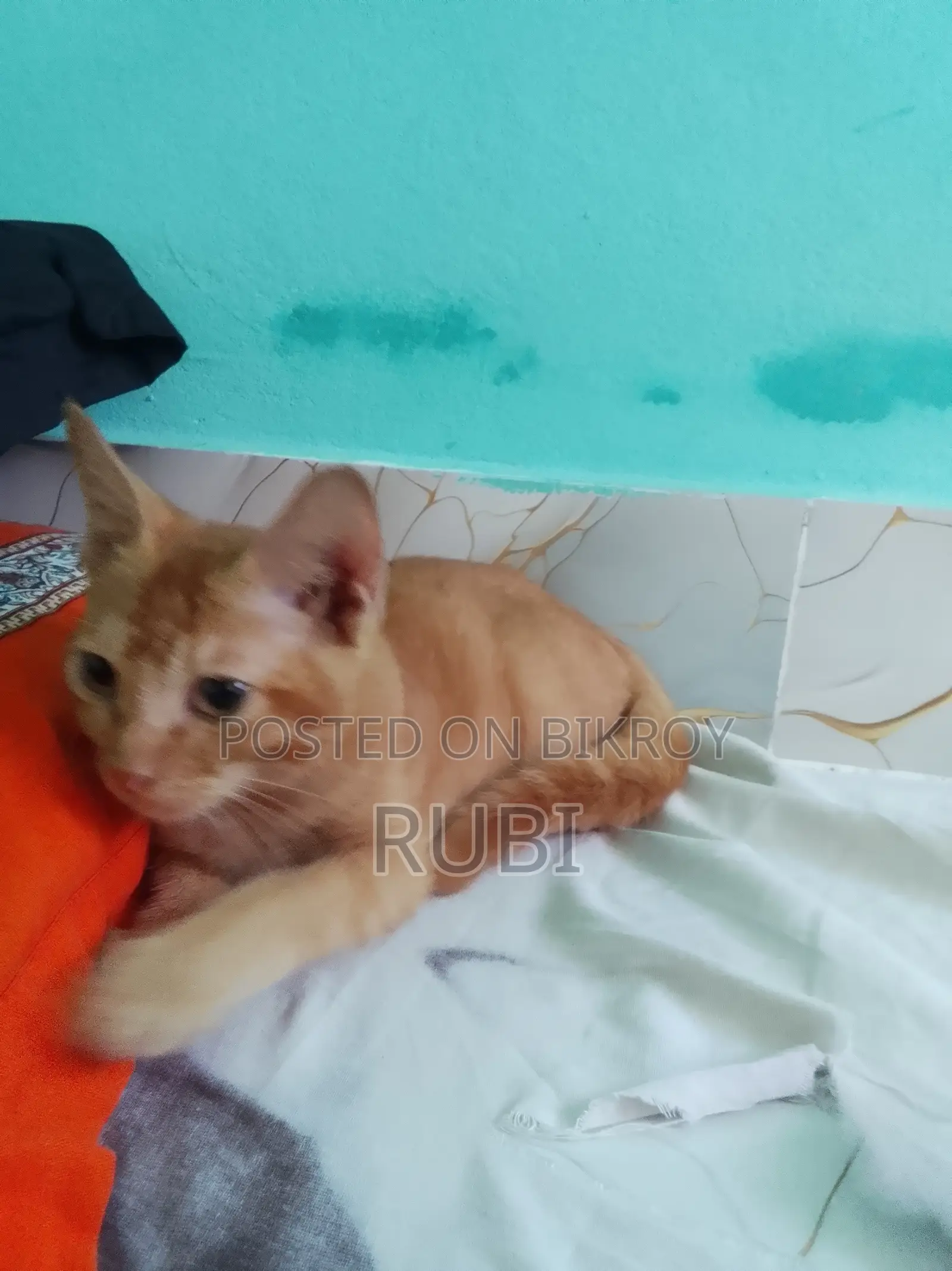 1-3 Months Female Purebred Exotic
