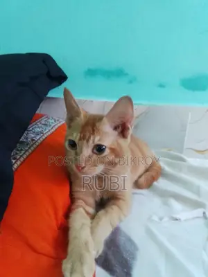1-3 Months Female Purebred Exotic
