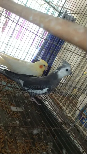Cockatiel Bird