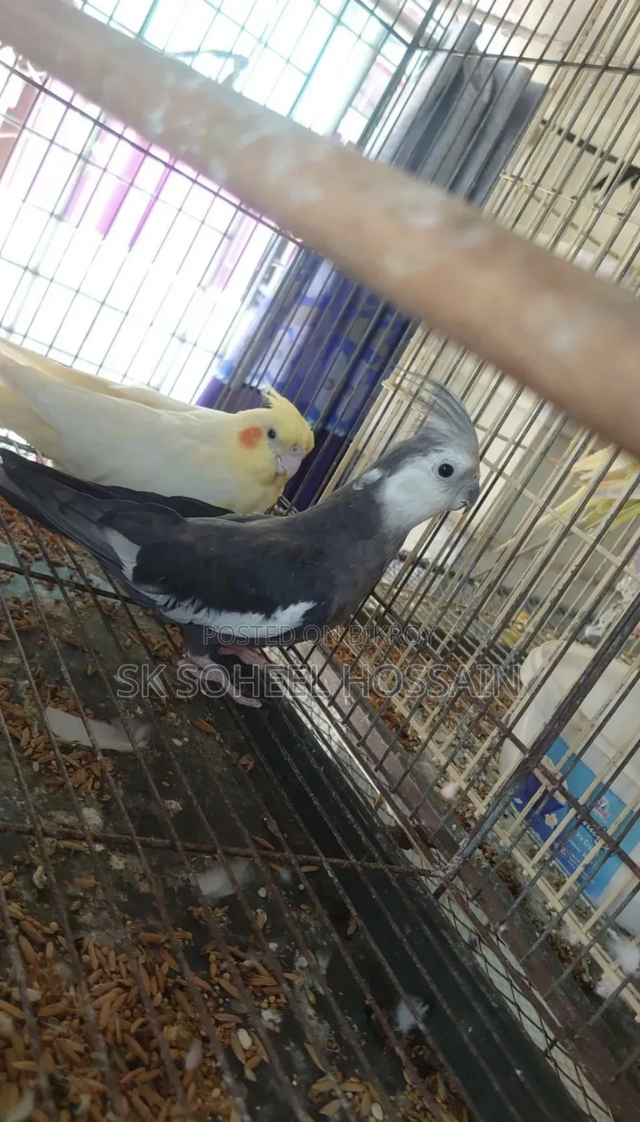 Cockatiel Bird