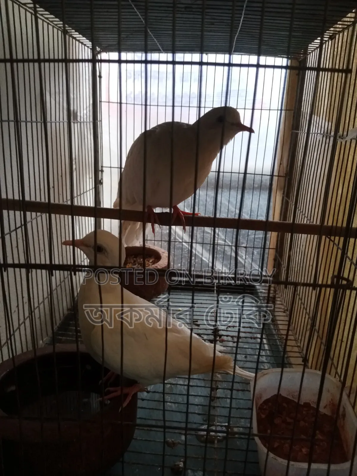 White Dove Bird