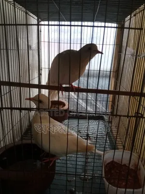 White Dove Bird
