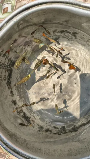 Mixed Guppy