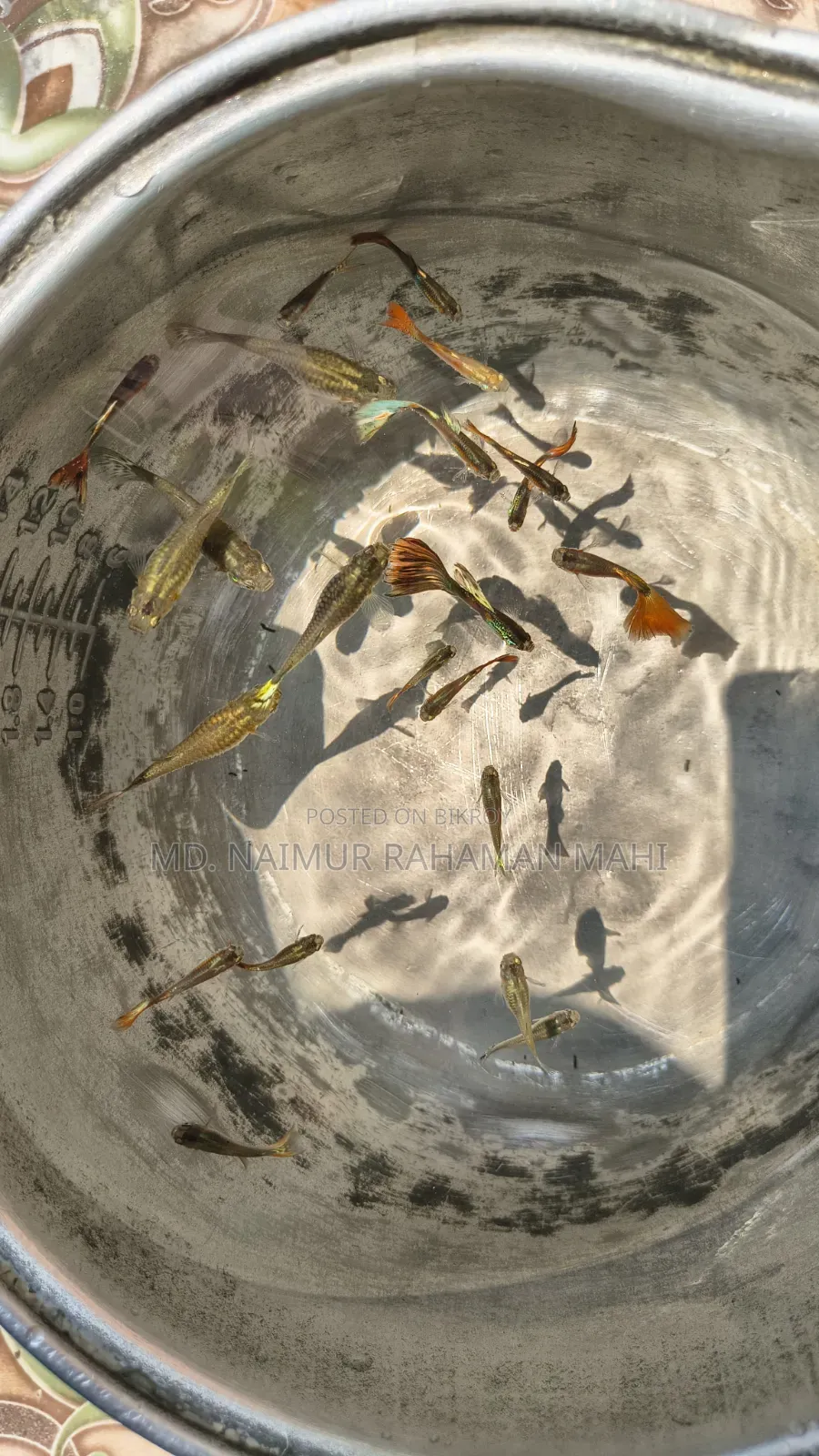 Mixed Guppy