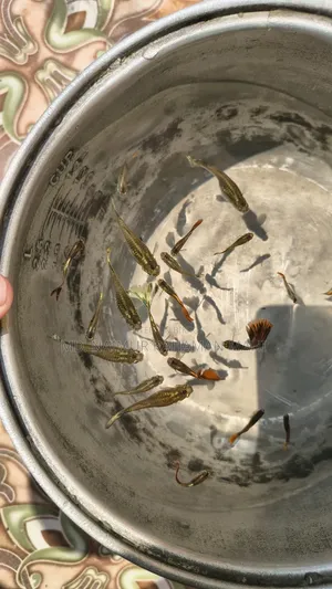 Mixed Guppy