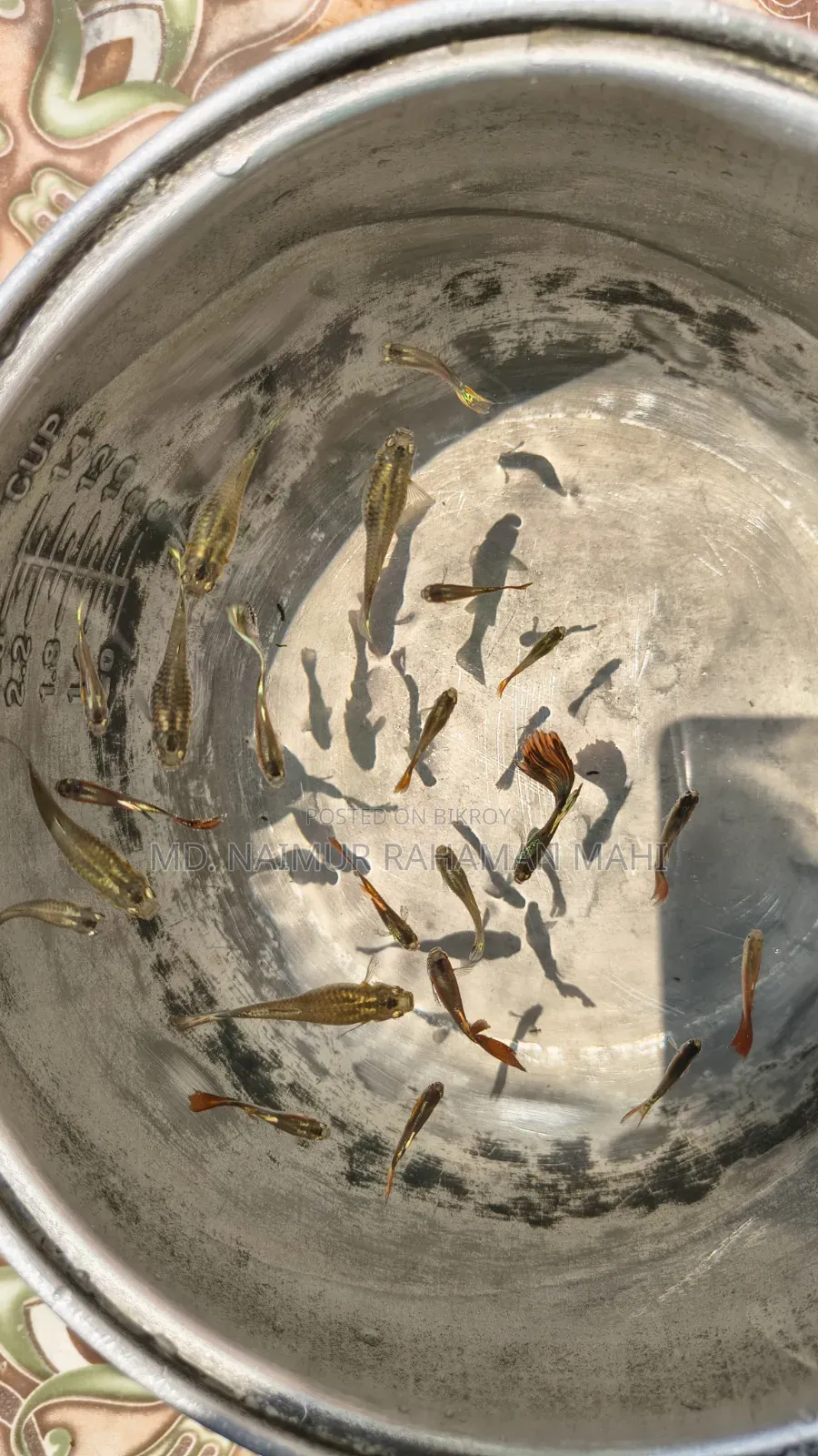Mixed Guppy