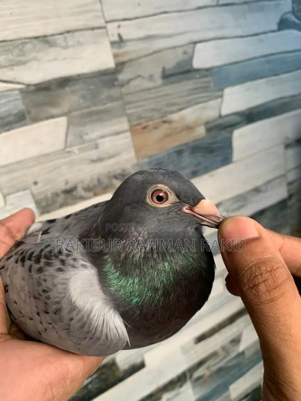 Racer Pigeon