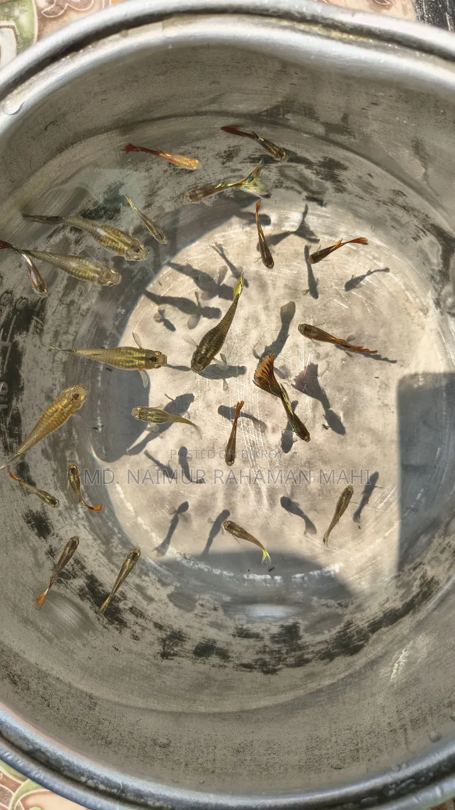 Mixed Guppy