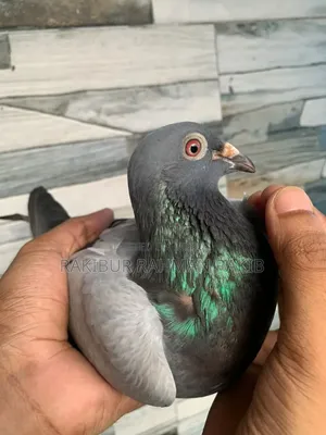 Racer Pigeon