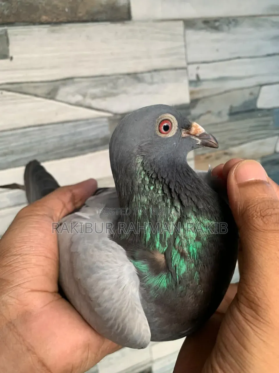 Racer Pigeon