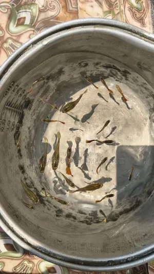 Mixed Guppy