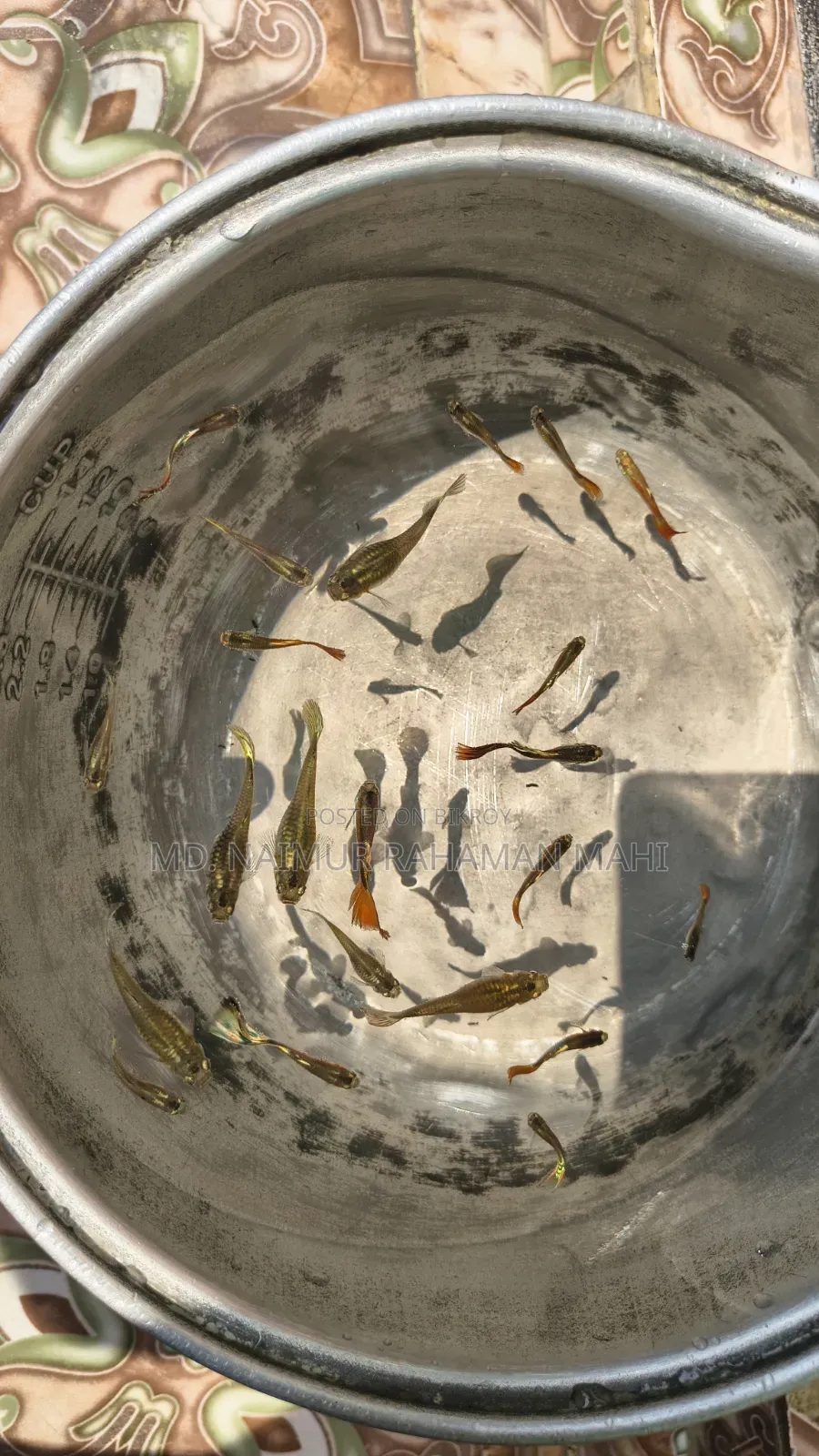 Mixed Guppy