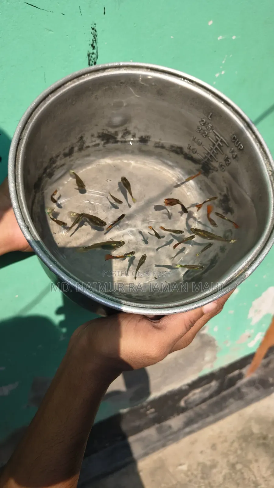 Mixed Guppy