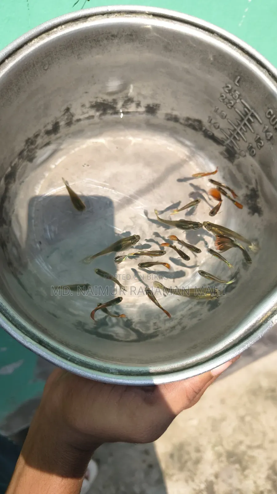 Mixed Guppy