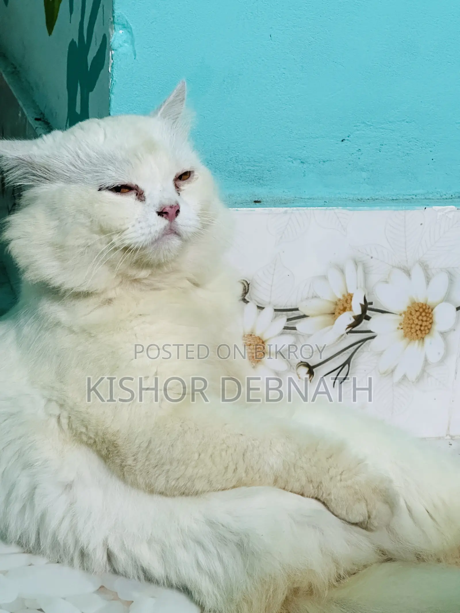6-12 months Male Purebred Persian