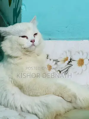 6-12 months Male Purebred Persian