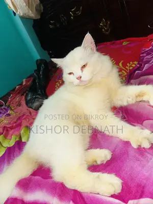 6-12 months Male Purebred Persian