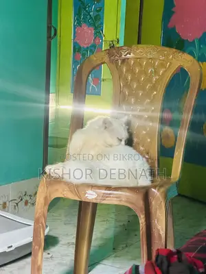 6-12 months Male Purebred Persian
