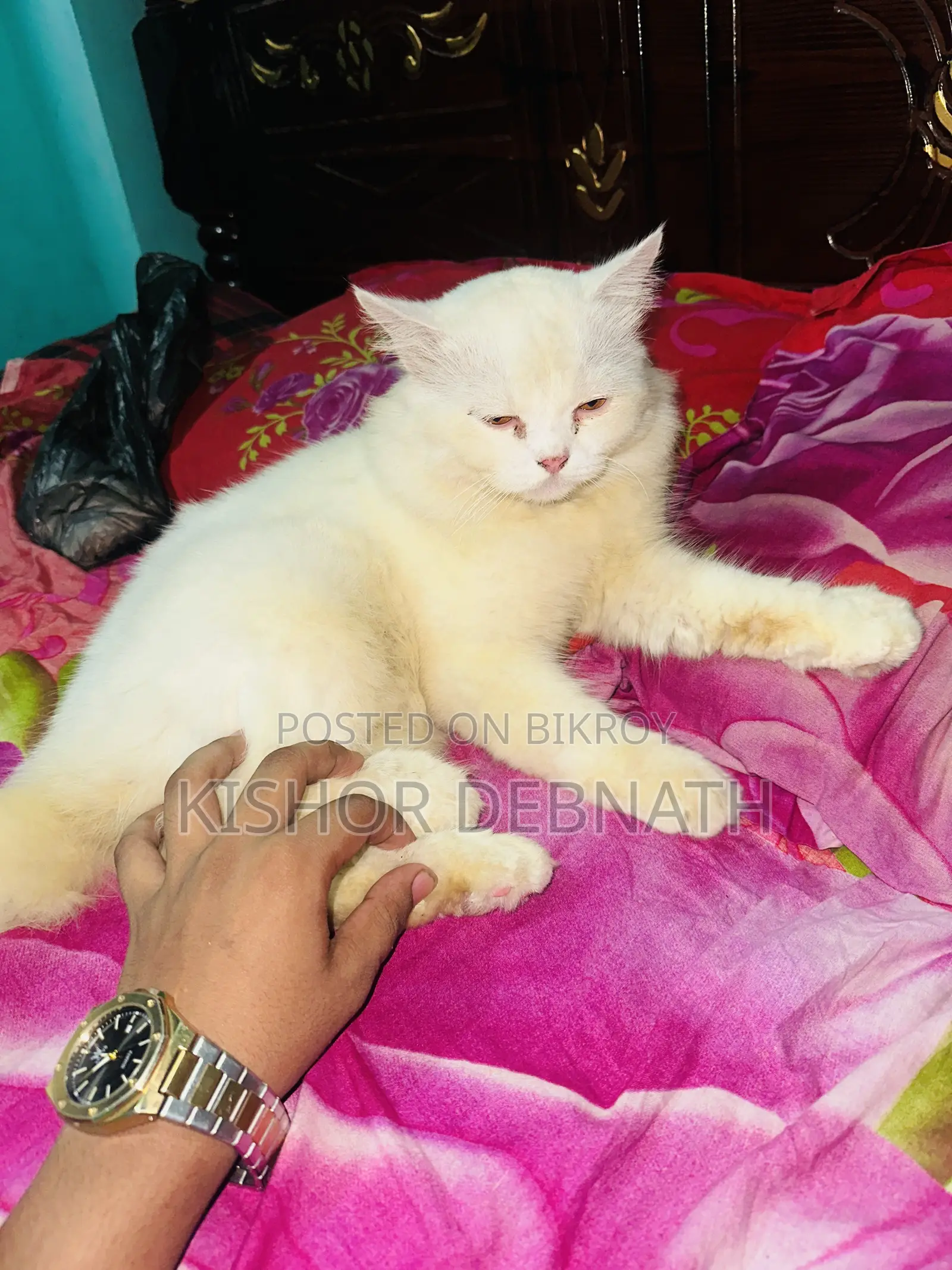 6-12 months Male Purebred Persian