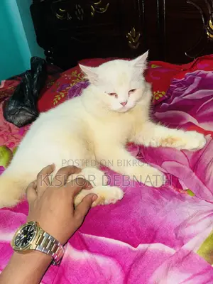 6-12 months Male Purebred Persian