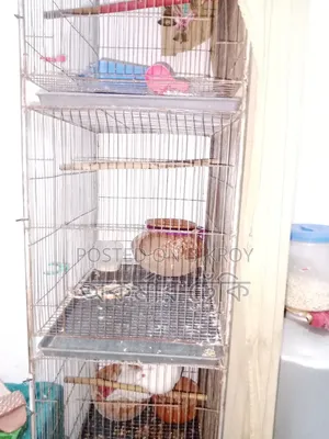 Bird Cage