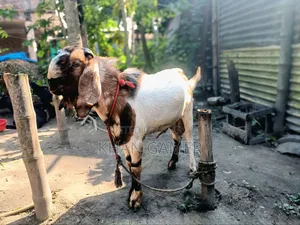 Improved breed of Totapuri cross buck goat for sale for breeding