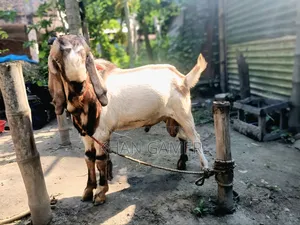 Improved breed of Totapuri cross buck goat for sale for breeding