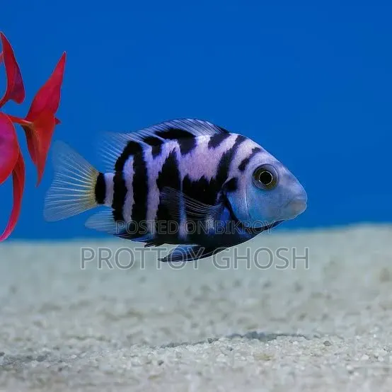 Polar Parrot Fish