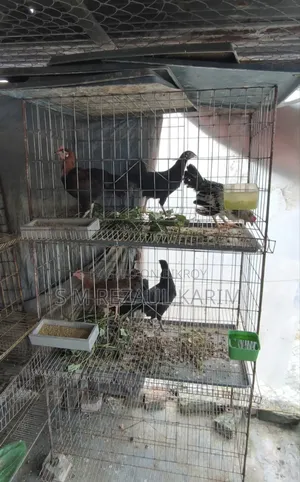 Chicken and Quail Bird Cage for Sale