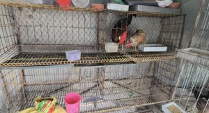 Chicken and Quail Bird Cage for Sale