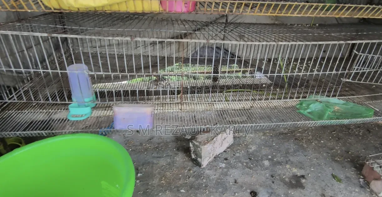 Chicken and Quail Bird Cage for Sale