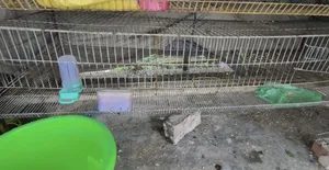 Chicken and Quail Bird Cage for Sale