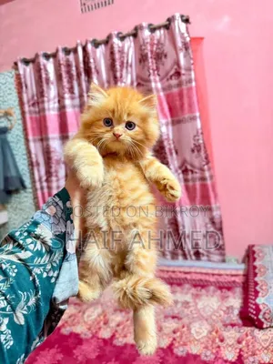 1-3 months Female Purebred Persian