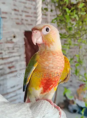 Tame Double Factor Pine Apple Conure