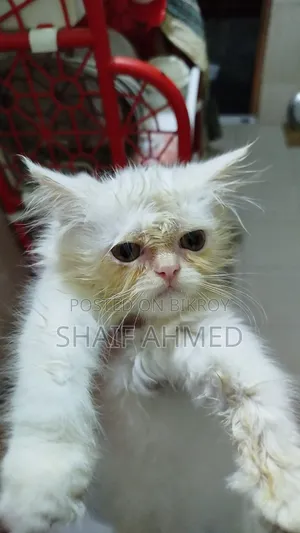 1-3 months Female Purebred Persian