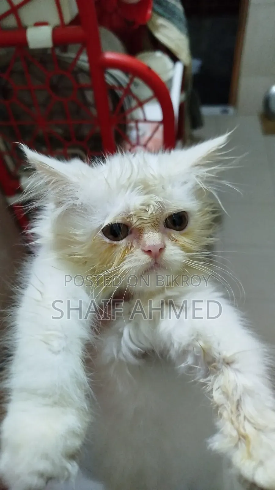 1-3 months Female Purebred Persian