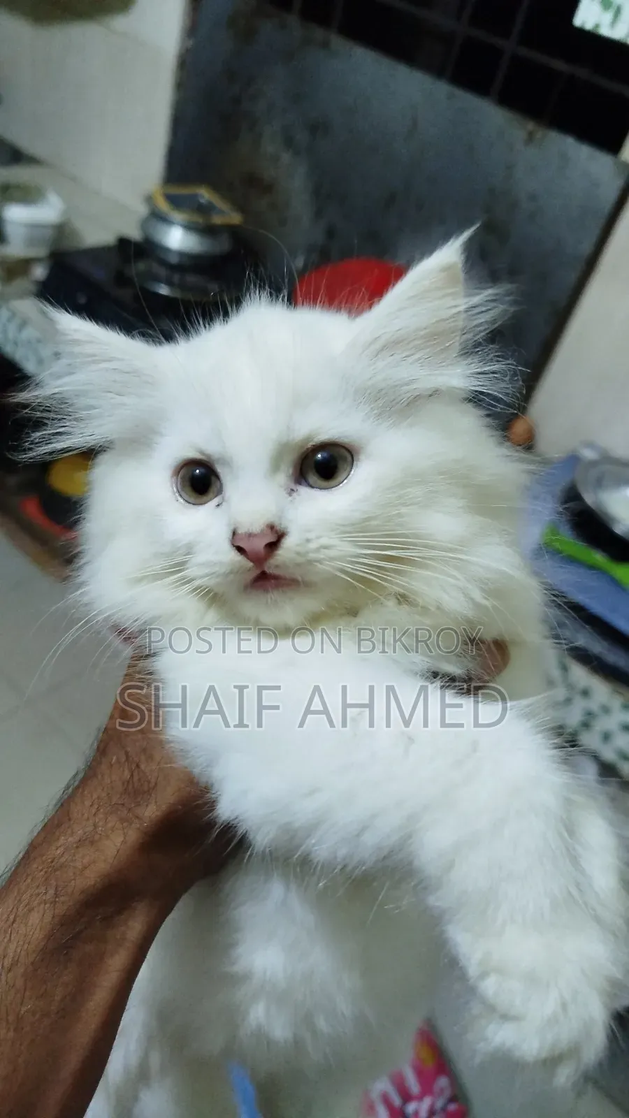 1-3 months Female Purebred Persian