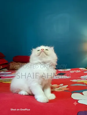 1-3 months Female Purebred Persian