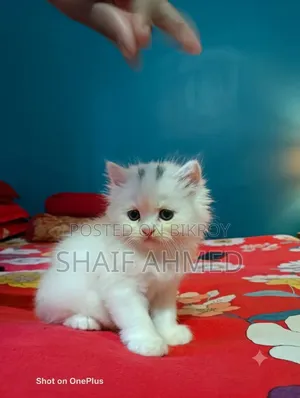 1-3 months Female Purebred Persian