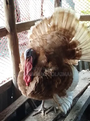 6 months old Red Bourbon turkey male, Black Royal turkey female. Pair