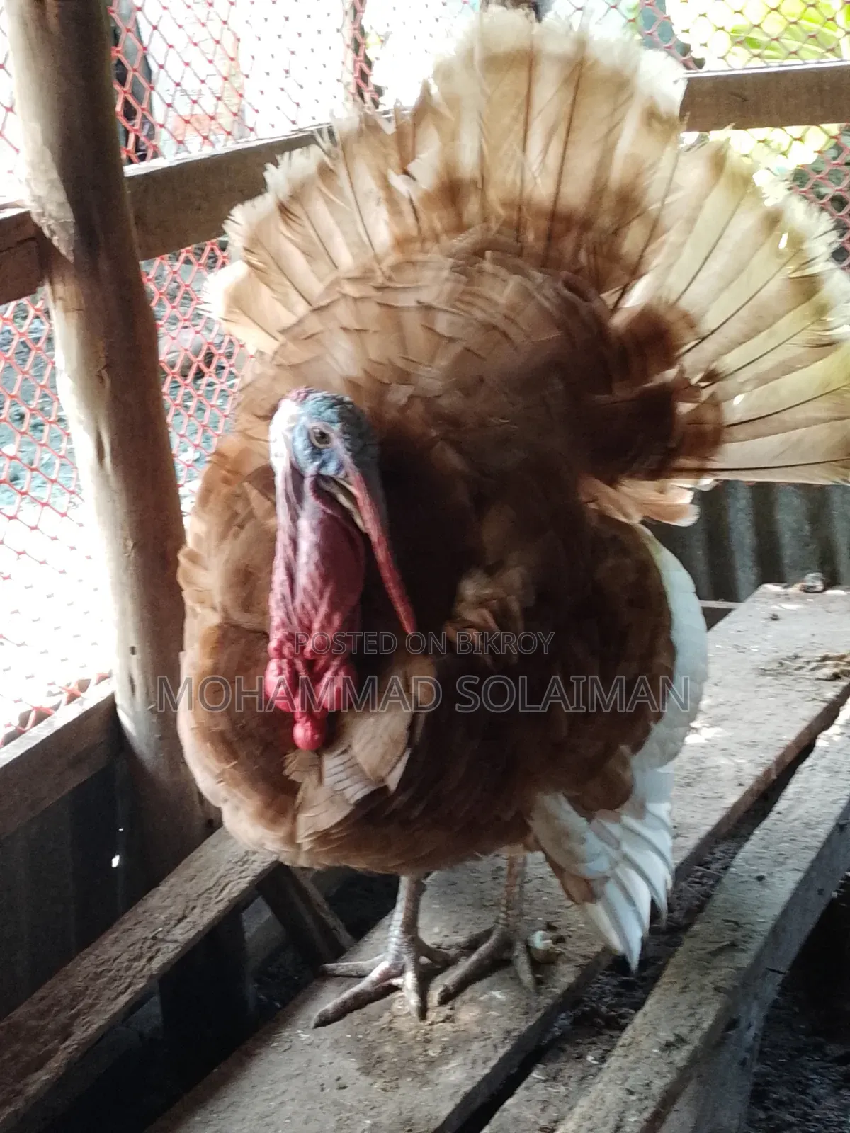 6 months old Red Bourbon turkey male, Black Royal turkey female. Pair