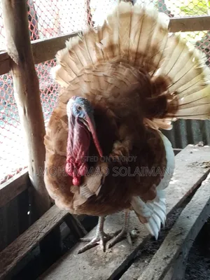 6 months old Red Bourbon turkey male, Black Royal turkey female. Pair