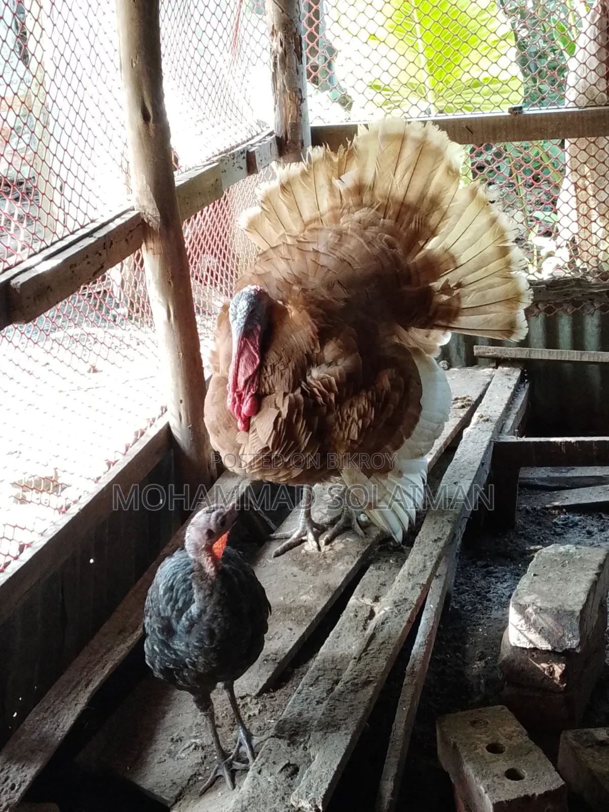 6 months old Red Bourbon turkey male, Black Royal turkey female. Pair