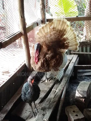 6 months old Red Bourbon turkey male, Black Royal turkey female. Pair