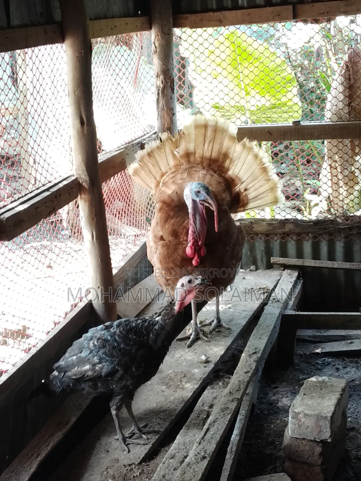 6 months old Red Bourbon turkey male, Black Royal turkey female. Pair