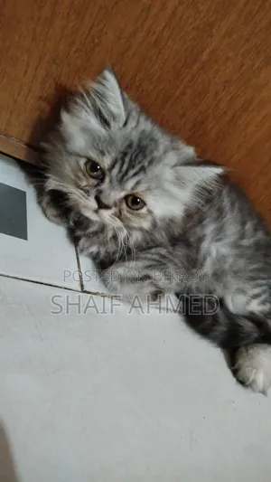 1-3 months Female Purebred Persian