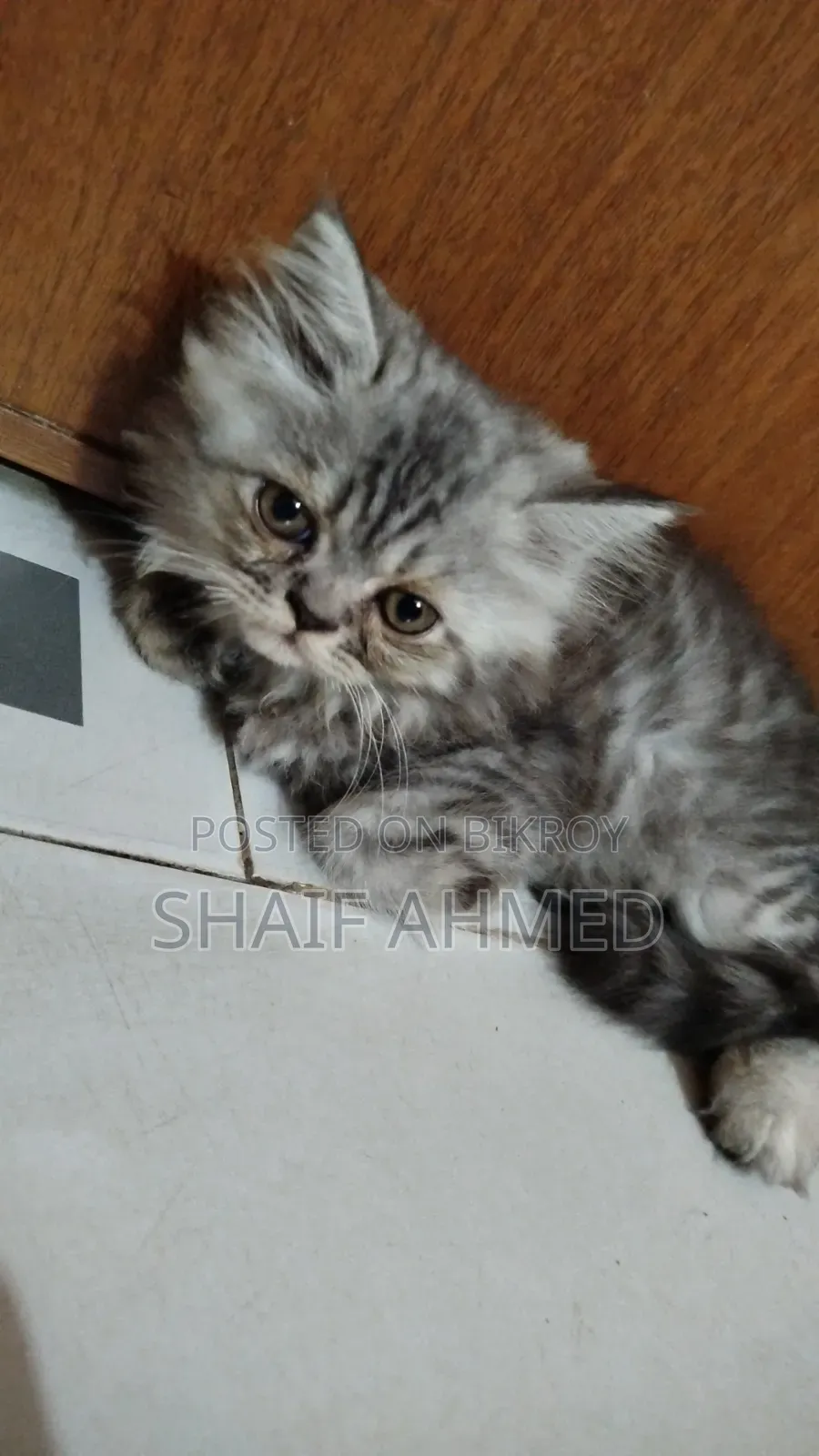 1-3 months Female Purebred Persian
