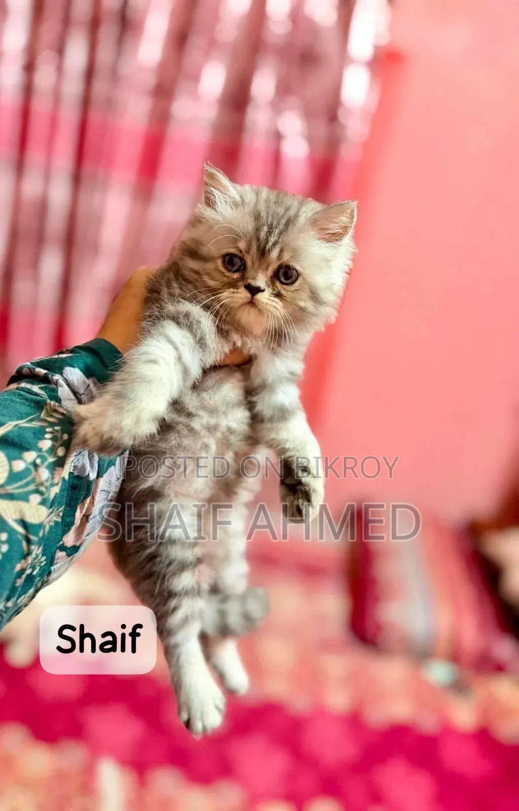 1-3 months Female Purebred Persian